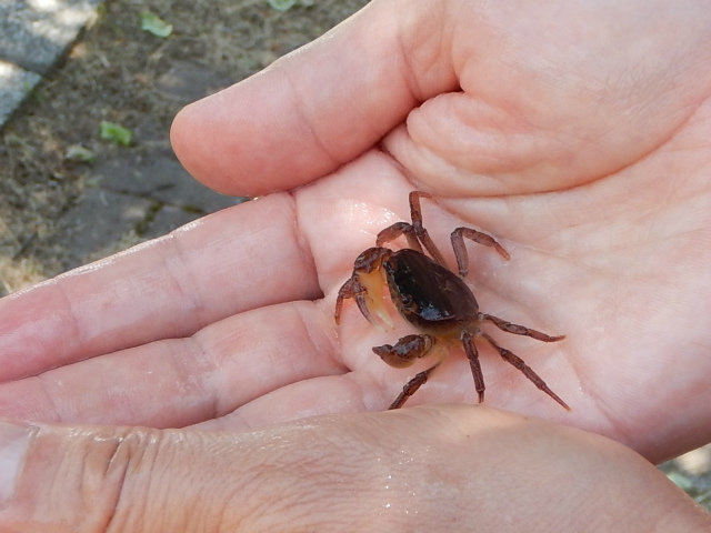 レンジャー入門「魚とり道具をつくろう！」